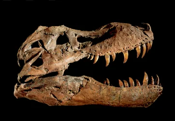 Tyrannosaurus Rexin fossiilinen kallo "Sue....".