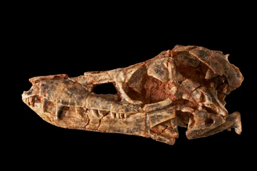 Junggarsuchus sloani, keskijurakauden skenosukiainen.
