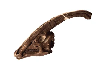 Parasaurolophus, alkuperäinen kallo ja vaakuna Royal Ontario Museumissa.