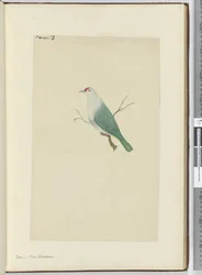 F.12 Kyyhkynen. Uusi-Kaledonia, 1772-75 (wc)