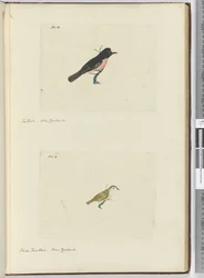 F.13 Fantail. Uusi-Seelanti F.14 Pieni fantail. Uusi-Seelanti, 1772-75 (wc)