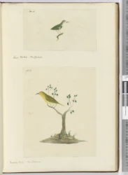 F.15 Pieni fantail. Uusi-Seelanti F.16 Pilkkaava lintu. Uusi-Seelanti, 1772-75 (wc)