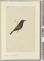 F.18 Hellakkolintu. Käki. Uusi-Seelanti, 1772-75 (wc)