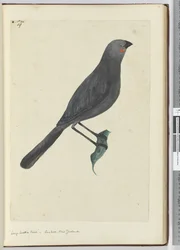 F.19 Suuri hellakkolintu, käki. Uusi-Seelanti, 1772-75 (wc)