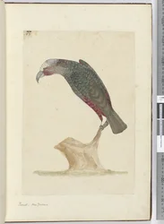 F.1 Parrot, Uusi-Seelanti, 1772-75 (wc)