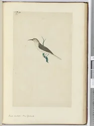 F.23 Pieni käki. Uusi-Seelanti, 1772-75 (wc)