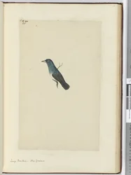 F.25 Suuri fantail. Uusi-Seelanti, 1772-75 (wc)
