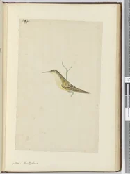 F.28 Käki. Uusi-Seelanti, 1772-75 (wc)