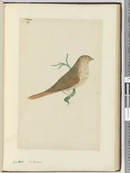 F.29 Karkea nokka. Uusi-Seelanti, 1772-75 (wc)