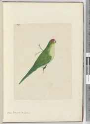 F.2 Vihreä parroketti. Uusi-Seelanti, 1772-75 (wc)