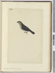 F.30 Uusiseelantilainen lintu kesy kuin robin, 1772-75 (wc)
