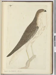 F.32 Hawk. Uusi-Caledonia. (syyskuu 1774), 1772-75 (wc)