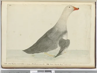 F.35 Ankka kutsui Kilpahevosta nopeudestaan vedessä juoksemisessa, mutta se ei osaa lentää. Staten Island Tierra del Fuego. Paino 29 lbs, 1772-75 (wc)