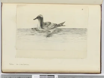 F.37a Pintado. Nähty korkealla etelälat., 1772-75 (wc)