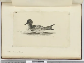 F.37b Pintado. Nähty korkealla etelälat., 1772-75 (wc)