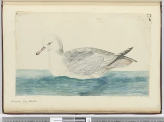 F.42 Etelämantereen harmaa albatrossi, 1772-75 (wc)