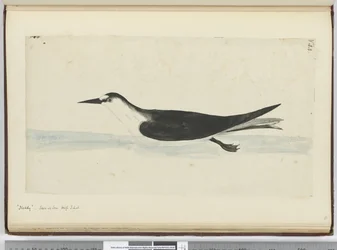 F.44 Noddy. Nähty meren korkeudessa S. lat., 1772-75 (wc)