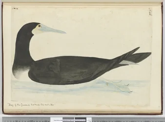 F.46 Uuden-Seelannin merimetsoja, jotka rakentavat pesänsä puihin, 1772-75