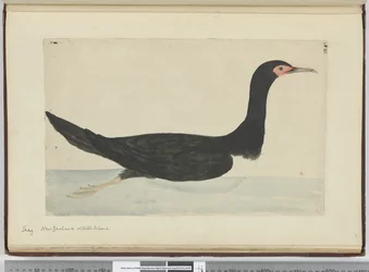 F.48 Shag. Uusi-Seelanti ja Staten Island, 1772-75 (wc)