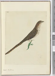 F.4 Hawk. Uusi-Seelanti, 1772-75 (wc)