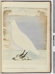 F.51 Uusi lintu nähty Staten Islandilla Tierra del Fuegossa tammikuussa 1774. Arvioitu ruokkimaan rannalla, 1772-75 (wc)