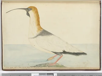 F.52 Uusi kihara. Nähty Staten Islandilla Tierra del Fuegossa tammikuussa 1774, 1772-75 (wc)