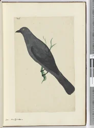 F.6 Crow. Uusi-Kaledonia, 1772-75 (wc)
