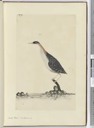 F.7 Pieni koura. Uusi-Seelanti, 1772-75 (wc)