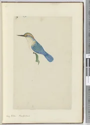 F.9 Kuningaskalastaja. Uusi-Seelanti, 1772-75 (wc)