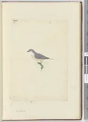 f.17 Tuntematon Uuden-Seelannin lintu, 1772-75 (wc)