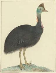 Kasuaari