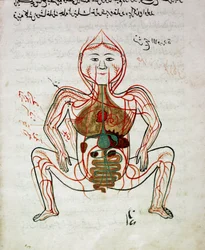 Arabialainen lääketiede: "" verenkierto ja ruoansulatusjärjestelmä"" Pienoiskuva Mansur (Mansur) ibn Ilyasin (noin 1390) anatomian käsikirjoituksesta "" Tashrih bi al-Taswir"" (Kehon anatomia) (noin 1390) 1600-luku Istanbul, yliopiston kirjasto