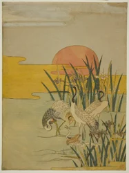 Nosturit Iris-lammikkossa auringonnousun aikaan