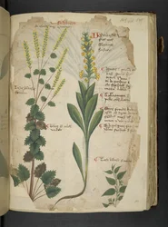 Lisää MS 41623 f.113r 