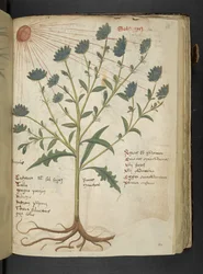 Lisää MS 41623 f.114r 