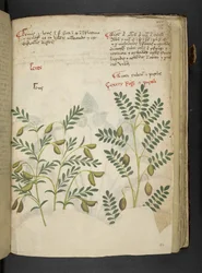 Lisää MS 41623 f.116r 
