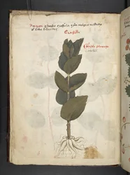 Lisää MS 41623 f.16v A yrtti, Belluno (muste ja väri velumilla)