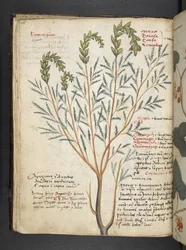 Lisää MS 41623 f.18v A yrtti, Belluno (muste ja väri vellum)