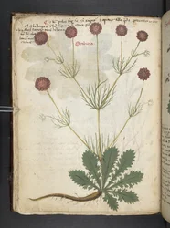 Lisää MS 41623 f.26v A yrtti, Belluno (muste ja väri velumilla)