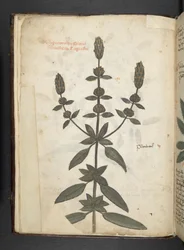 Lisää MS 41623 f.2v A yrtti, Belluno (muste ja väri velumilla)