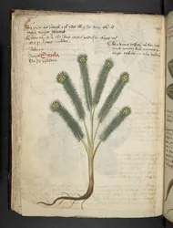 Lisää MS 41623 f.39v 