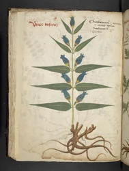 Lisää MS 41623 f.41v 