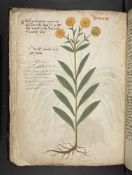 Lisää MS 41623 f.49v 