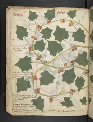 Lisää MS 41623 f.53v 