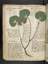 Lisää MS 41623 f.60v 