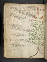 Lisää MS 41623 f.65v 