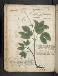 Lisää MS 41623 f.67v 