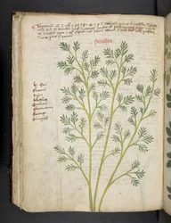 Lisää MS 41623 f.74v 