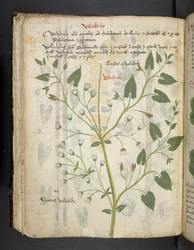 Lisää MS 41623 f.75v 