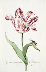 Amiraali Tulppaani